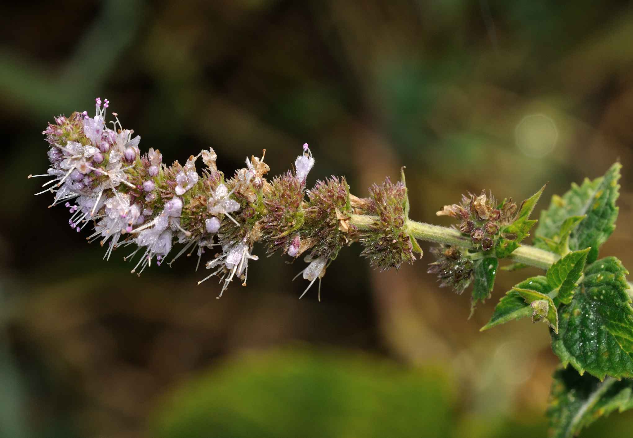 Mentha sp.